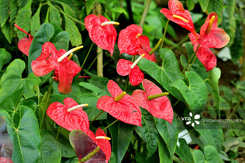 红掌：色彩鲜艳的苞片与观赏性深绿色叶子图片素材