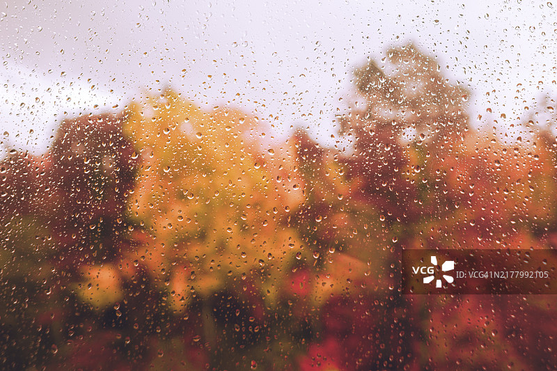 透过窗户看雨中的秋日森林图片素材