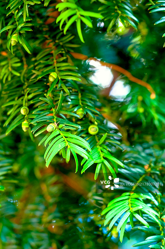 英国赫特福德郡瑞克mansworth野生生长的红豆杉的树叶和浆果（假种皮）特写图片素材
