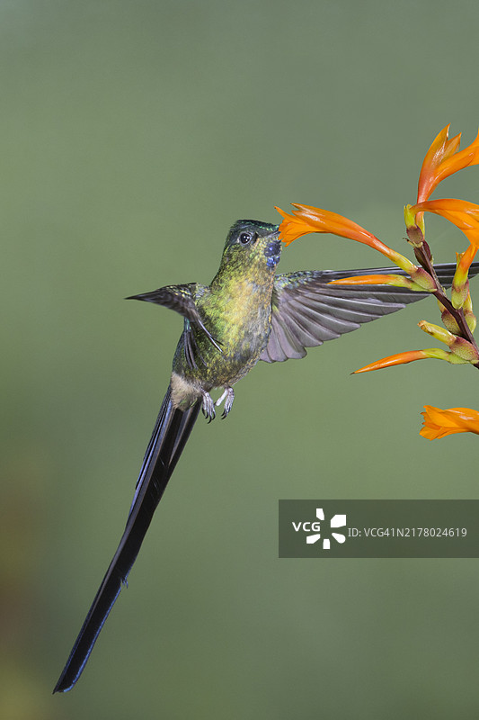 紫尾蜂鸟雄鸟在花上觅食图片素材