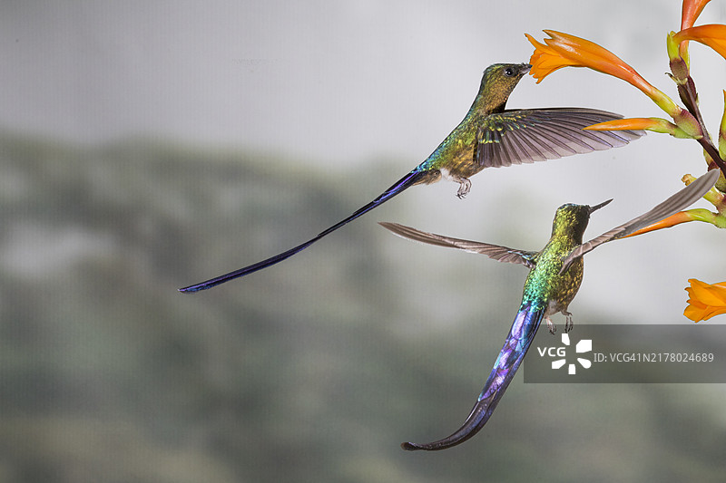一对紫尾蜂鸟雄鸟飞翔，一只在花上觅食图片素材