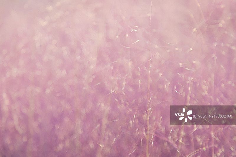 秋天粉色草地特写图片素材