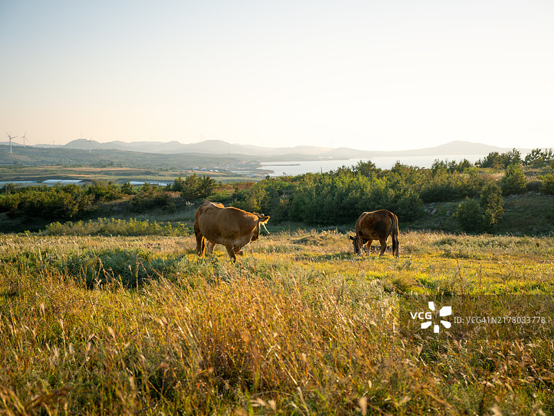 日落时分山坡上吃草的黄牛图片素材