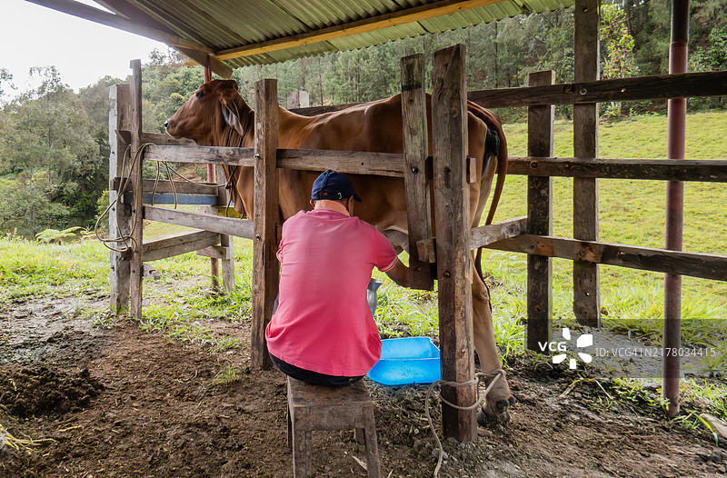 农民在谷仓里给牛的背影图片素材