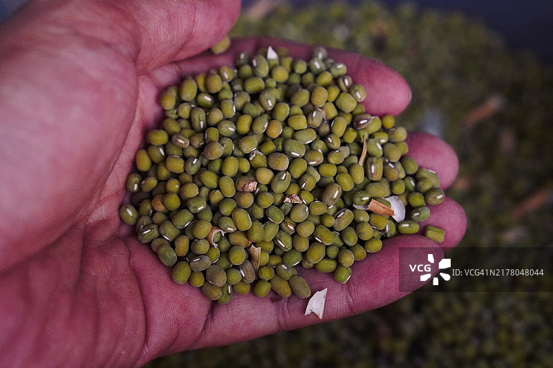 手中拿着的绿豆图片素材