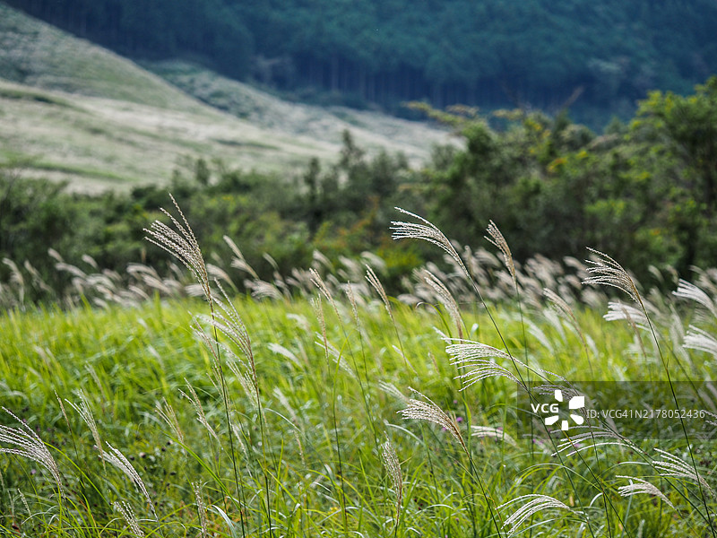 芒草田图片素材