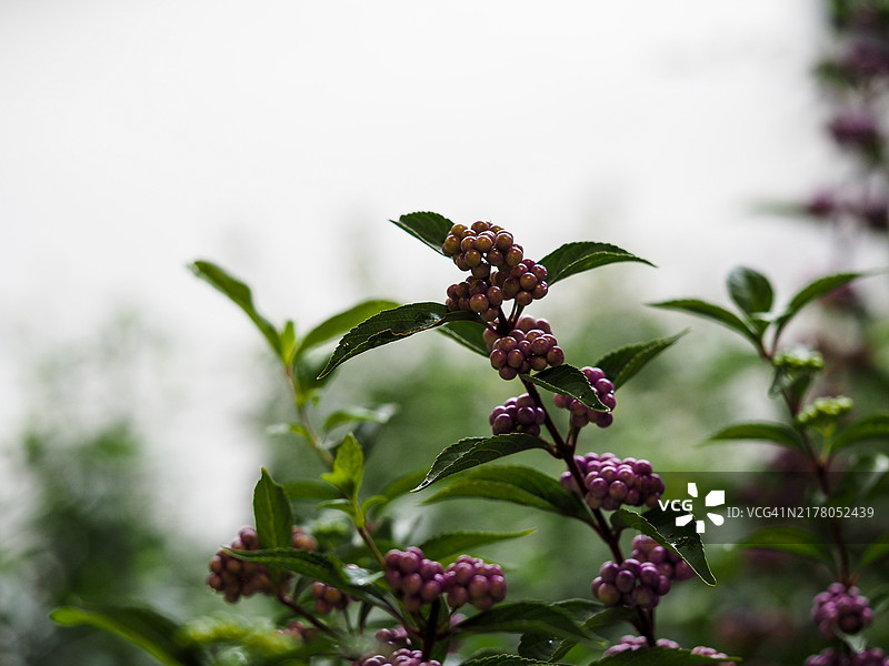 日本紫珠图片素材