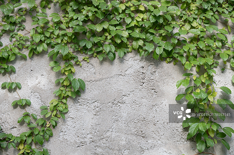 混凝土墙上的绿色藤蔓图片素材