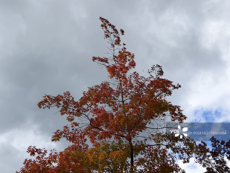 秋天的日本枫树图片素材