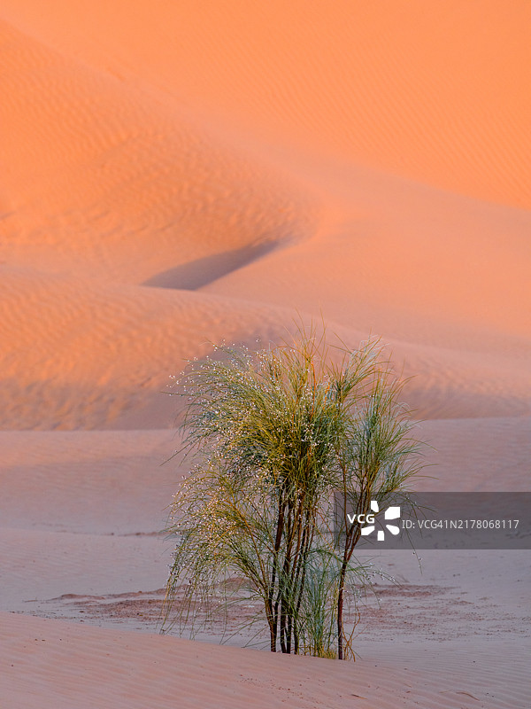 沙漠景观：沙丘日落图片素材