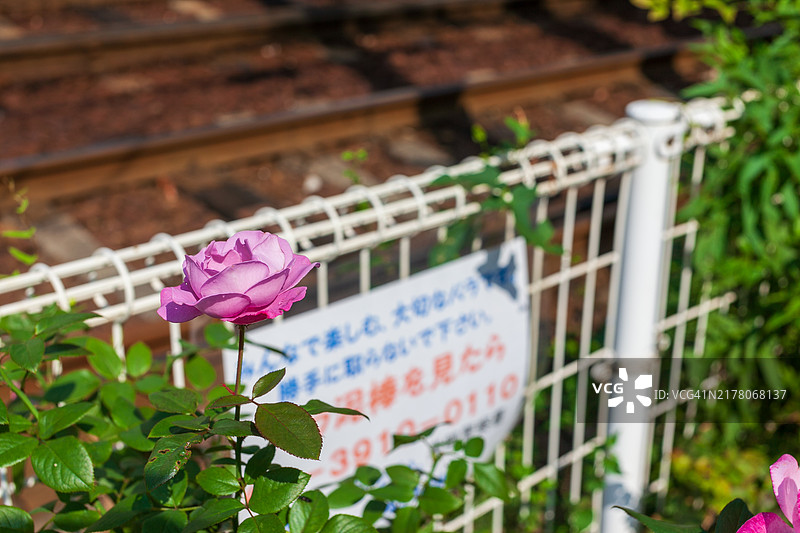 东京秋景图片素材