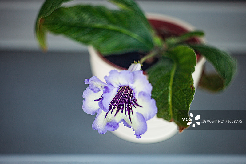 一株盛开的好望角苦苣苔植物图片素材