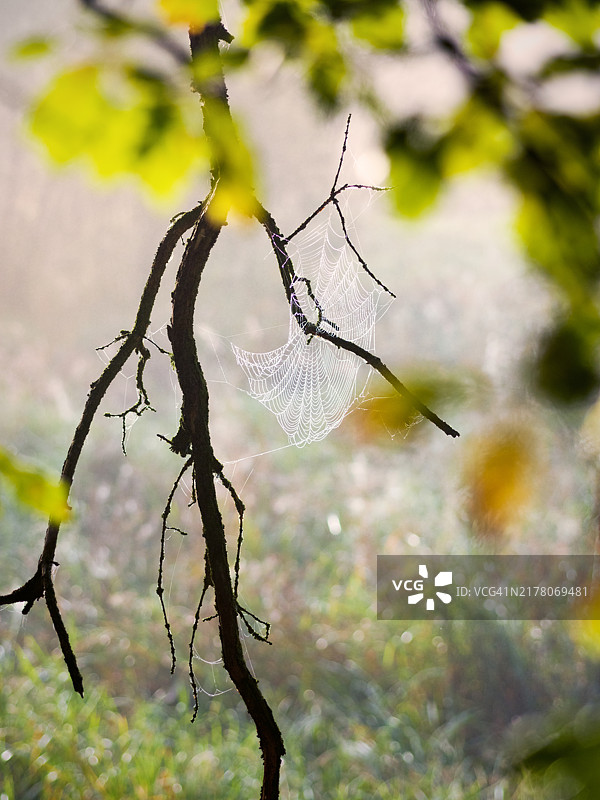 树枝上的蜘蛛网图片素材