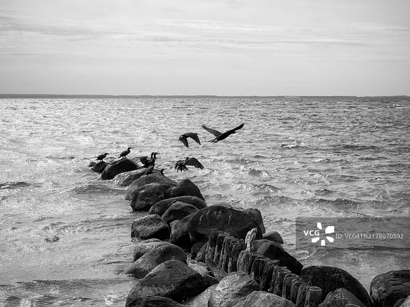 波罗的海，石头码头，海鸥，海浪图片素材