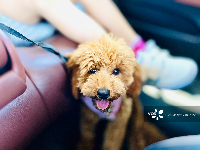 车内雌性狗特写图片素材