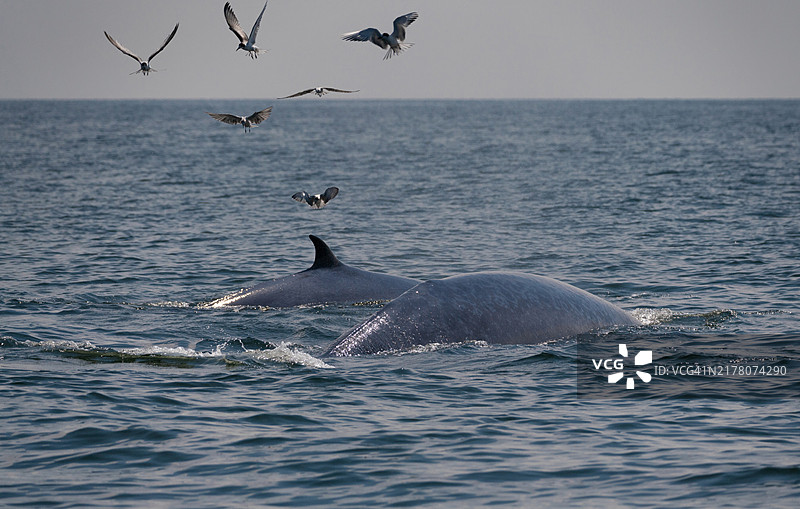 在海洋中畅游的两条大鲸鱼图片素材