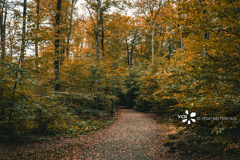 秋叶飘落图片素材
