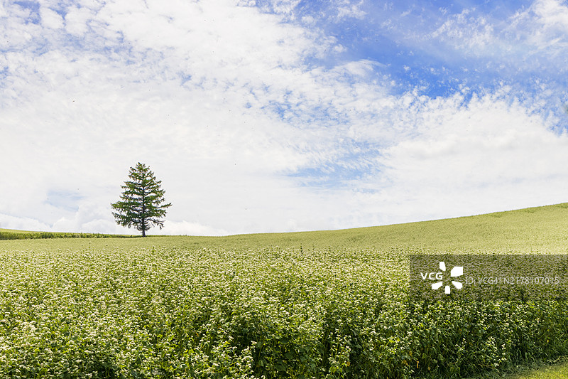 荞麦田里的孤松图片素材