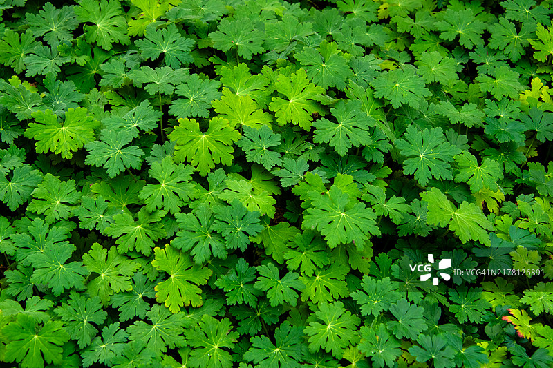 用天竺葵叶子做地被图片素材
