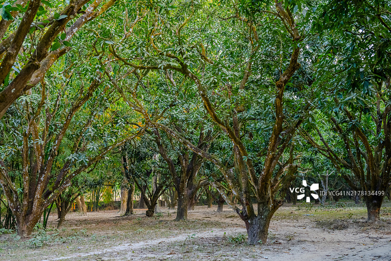孟加拉国迪纳杰布尔的茂密芒果园图片素材