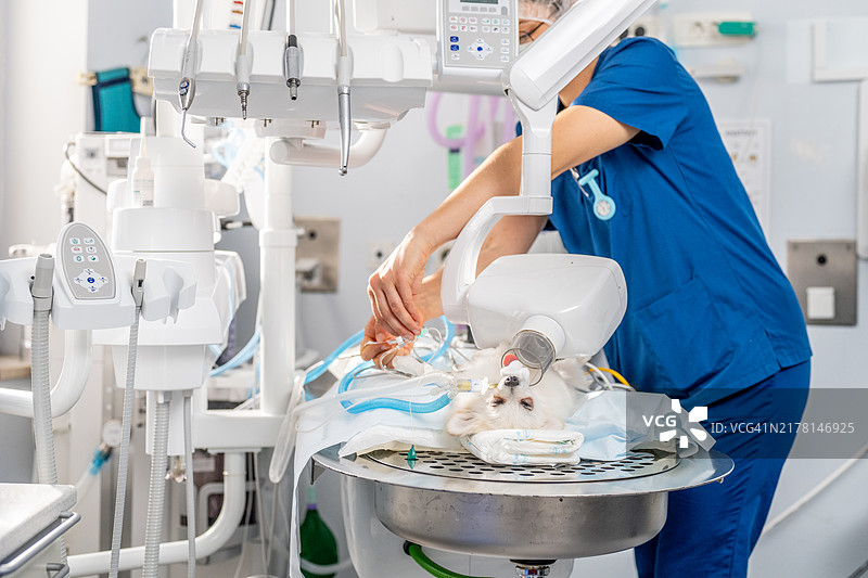 专心进行外科手术的兽医图片素材