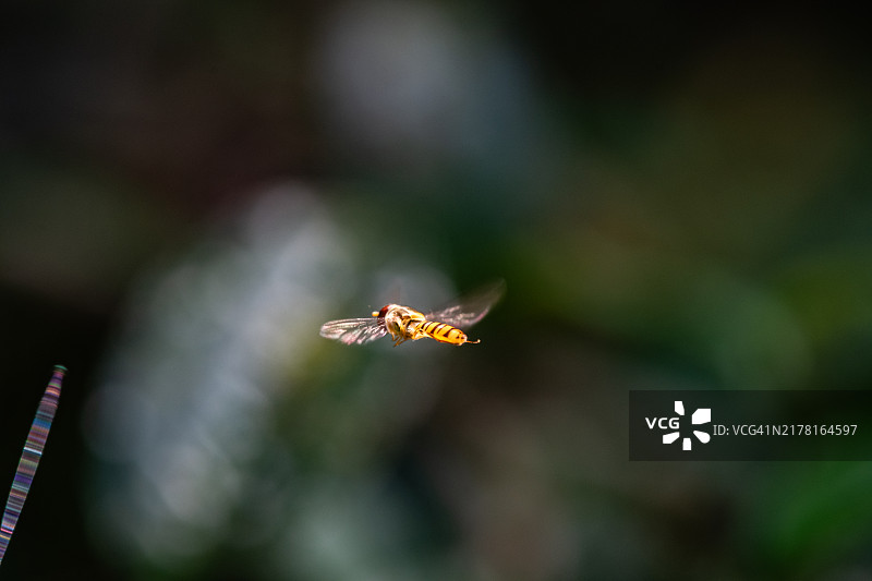 悬停的蜂蚜图片素材