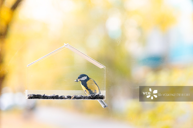山雀在透明喂食器里吃种子，秋冬季鸟类喂养图片素材