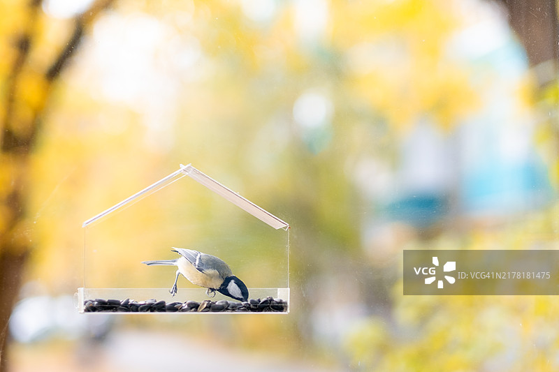 山雀在透明喂食器里吃种子，秋冬季鸟类喂养图片素材