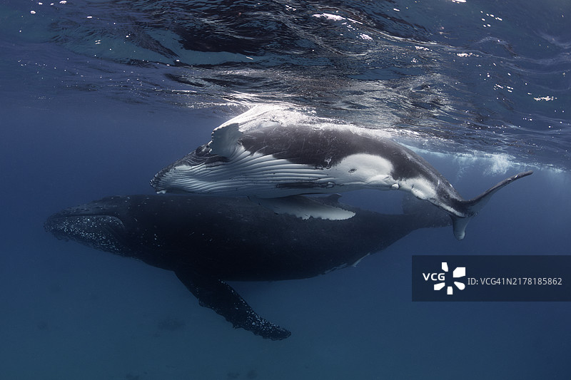 座头鲸和好奇的幼崽在浅水中游泳图片素材