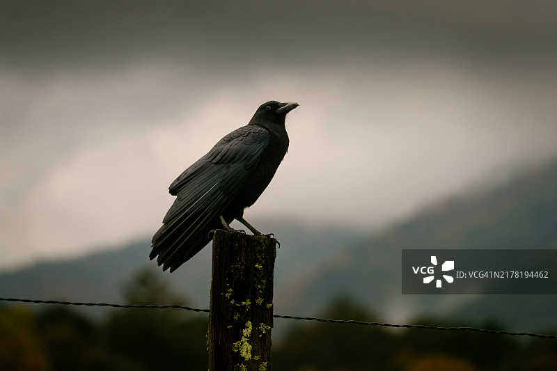 暗黑栅栏柱上的黑乌鸦图片素材