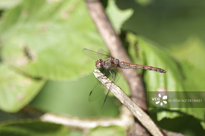 普通晏蜓（Sympetrum vulgatum），雌性翅膀停留在树枝上图片素材