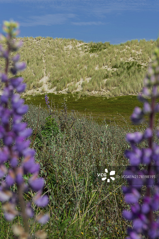 德国叙尔特岛坎彭的荒地景观和沙丘景观图片素材