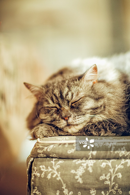 灰色长毛猫在舒适的室内环境中安静地睡在靠垫上图片素材