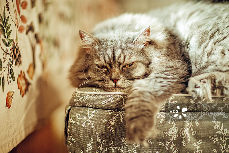 蓬松灰猫放松地躺在图案靠垫上，爪子伸展开图片素材