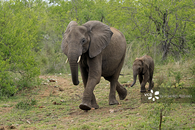 南非克鲁格国家公园，母象与小象奔跑图片素材