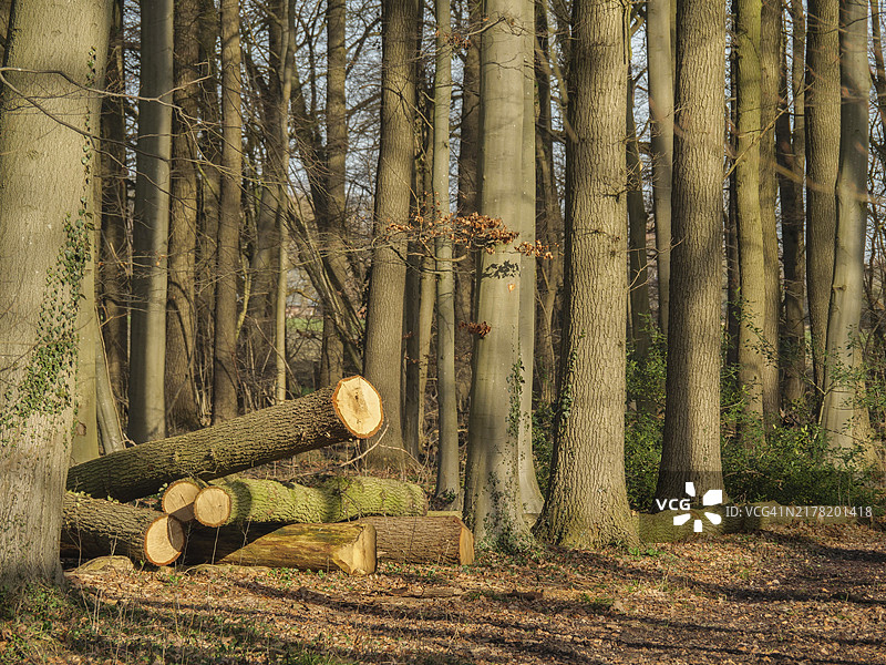 阳光下森林地面上的伐倒树干图片素材