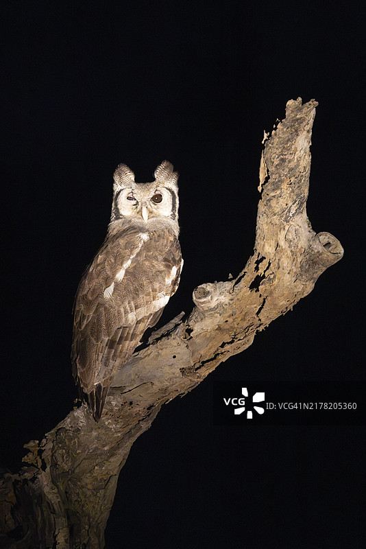 非洲南非巴鲁勒平原，坐在树上的牛奶雕鸮夜间拍摄图片素材