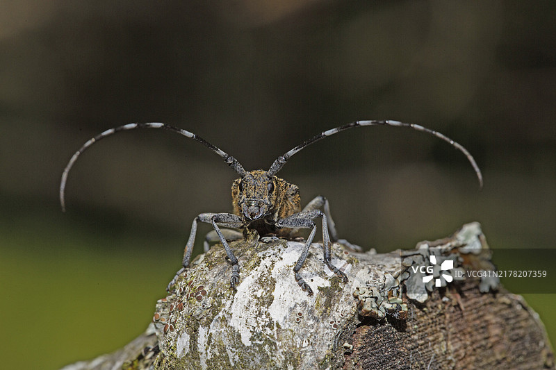 Saperda populnea坐在树干上，从正面看图片素材