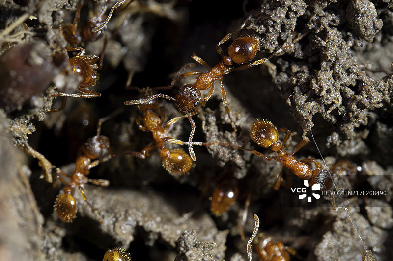 欧洲红火蚁，若干红黄色结节蚁在地面上，德国图片素材
