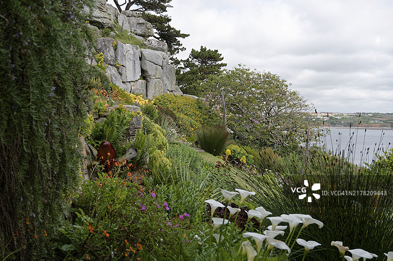 椭圆形植物，花园，圣迈克尔山，马拉宰恩，英国图片素材