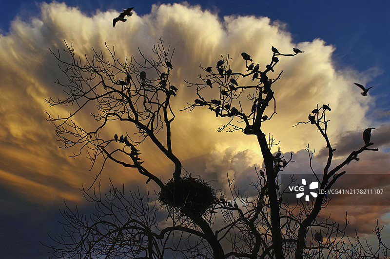 巴塞尔，瑞士，欧洲，明亮晚霞和壮丽云彩前的鸟类和树木剪影图片素材