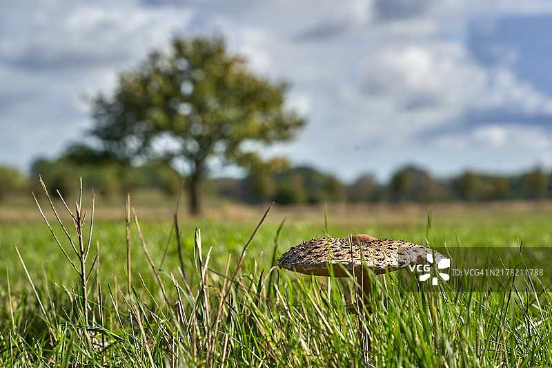 大白伞菇特写图片素材