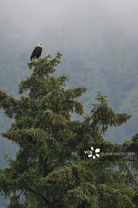 白头海雕栖息在阿拉斯加雾蒙蒙的森林中的一棵高树顶上图片素材