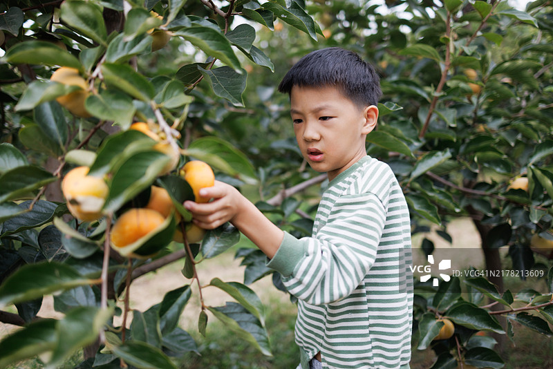 亚洲小男孩在果园里摘柿子图片素材