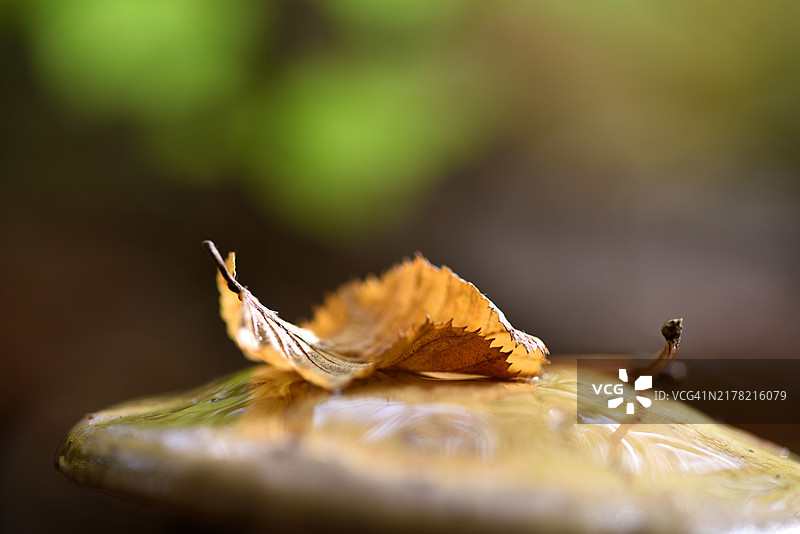 蘑菇上的秋叶图片素材