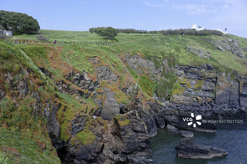 英国艾德克塞蜥蜴角图片素材