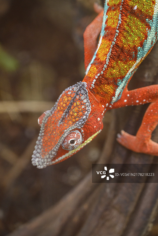 橙红色的变色龙站在树枝上，德国莱茵贝格图片素材
