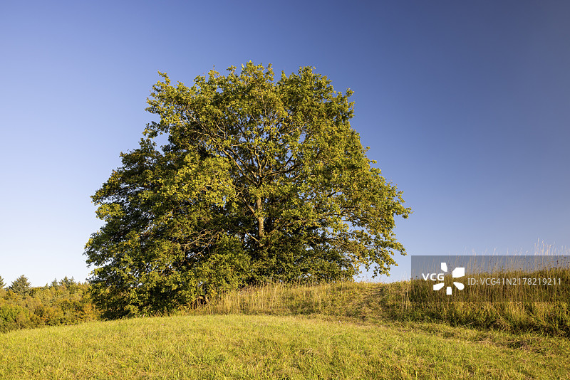 德国巴登-符腾堡博登湖区Sonnhof的草山上的一棵大树图片素材