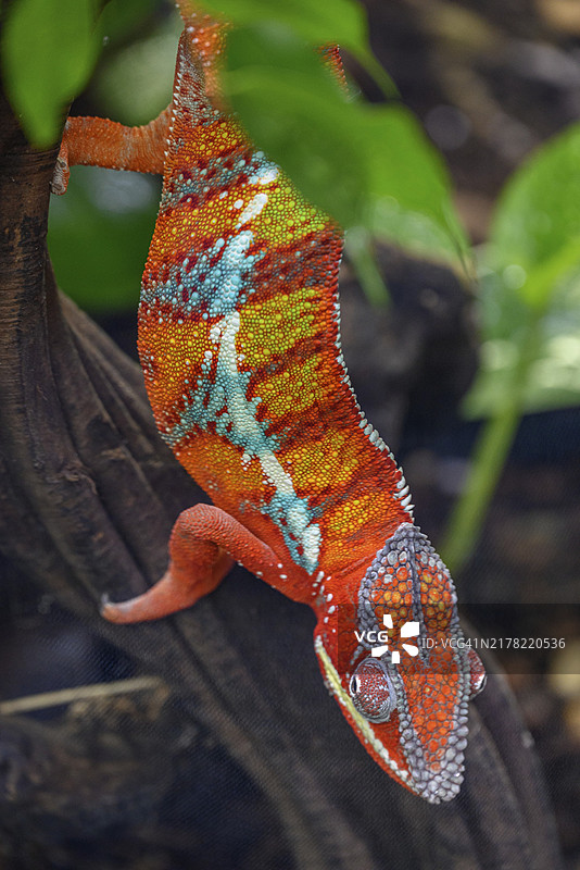 一只色彩鲜艳的变色龙攀爬在树干上，周围环绕着绿叶，德国莱茵贝格图片素材