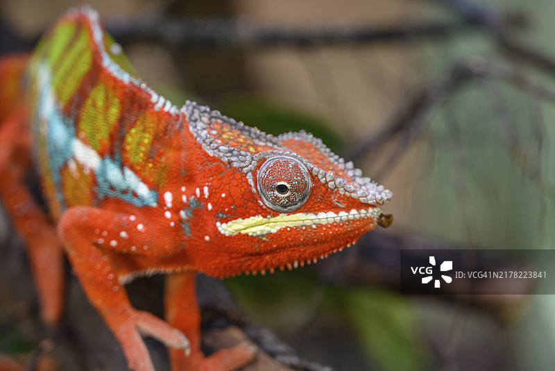 德国莱茵贝格：树枝上的彩色变色龙特写图片素材